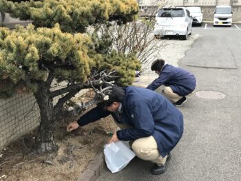 月末の草むしり